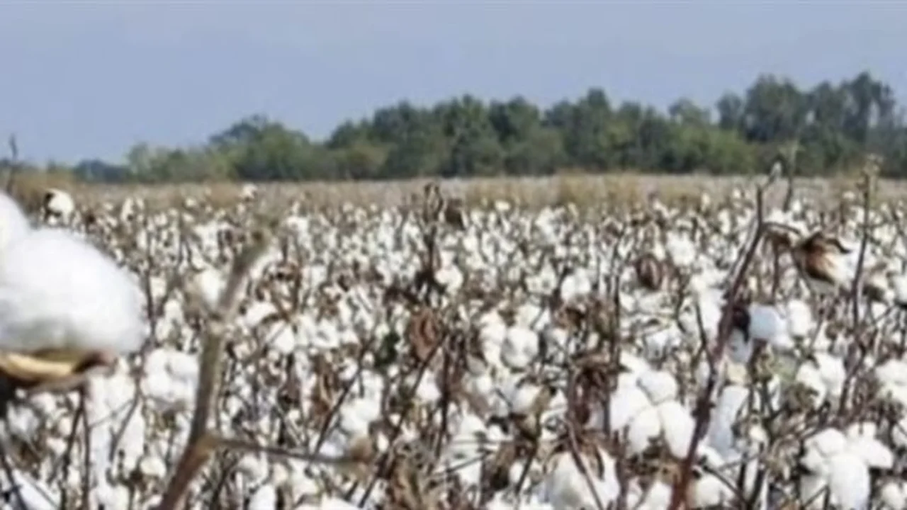 سعر قنطار القطن اليوم في مصر يتحدد بين مؤشرات المزادات وحركة التداول بالمحافظات